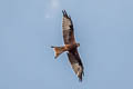 Red Kite Milvus milvus