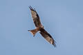 Red Kite Milvus milvus