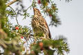 Redwing Turdus iliacus iliacus