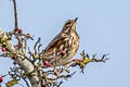 Redwing Turdus iliacus iliacus