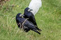 Rook Corvus frugilegus frugilegus