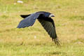 Rook Corvus frugilegus frugilegus