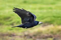 Rook Corvus frugilegus frugilegus