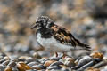 Ruddy Turnstone Arenaria interpres interpres