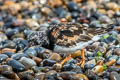 Ruddy Turnstone Arenaria interpres interpres