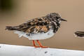 Ruddy Turnstone Arenaria interpres interpres