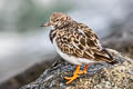 Ruddy Turnstone Arenaria interpres interpres