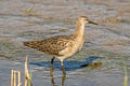 Ruff Calidris pugnax