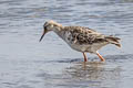 Ruff Calidris pugnax