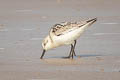 Sanderling Calidris alba alba