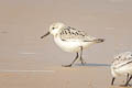 Sanderling Calidris alba alba