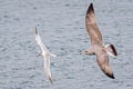 Sandwich Tern Thalasseus sandvicensis