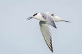 Sandwich Tern Thalasseus sandvicensis