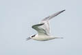 Sandwich Tern Thalasseus sandvicensis