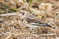 Snow Bunting Plectrophenax nivalis nivalis