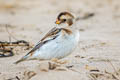 Snow Bunting Plectrophenax nivalis nivalis