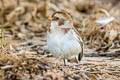 Snow Bunting Plectrophenax nivalis nivalis