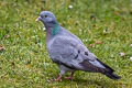 Stock Dove Columba oenas oenas