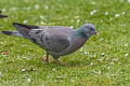 Stock Dove Columba oenas oenas