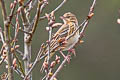 Tree Pipit Anthus trivialis