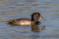 Tufted Duck Aythya fuligula