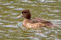 Tufted Duck Aythya fuligula