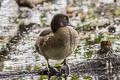 Tufted Duck Aythya fuligula