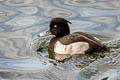 Tufted Duck Aythya fuligula