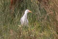 Western Cattle Egret Ardea ibis