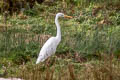 Western Great Egret Ardea alba alba