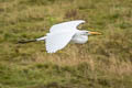 Western Great Egret Ardea alba alba