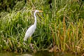 Western Great Egret Ardea alba alba