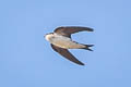 Western House Martin Delichon urbicum urbicum