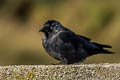 Western Jackdaw Coloeus monedula spermologus