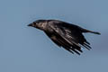 Western Jackdaw Coloeus monedula spermologus