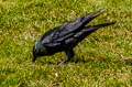 Western Jackdaw Coloeus monedula spermologus