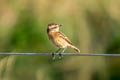 Whinchat Saxicola rubetra