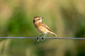 Whinchat Saxicola rubetra