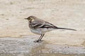 White Wagtail Motacilla alba yarrellii