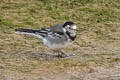 White Wagtail Motacilla alba yarrellii