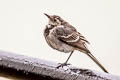 White Wagtail Motacilla alba yarrellii