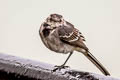 White Wagtail Motacilla alba yarrellii