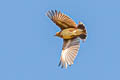 Woodlark Lullula arborea