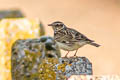 Woodlark Lullula arborea