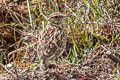 Woodlark Lullula arborea