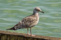 Yellow-legged Gull Larus michahellis