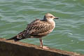 Yellow-legged Gull Larus michahellis