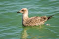 Yellow-legged Gull Larus michahellis