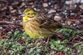 Yellowhammer Emberiza citrinella citrinella