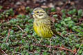 Yellowhammer Emberiza citrinella citrinella